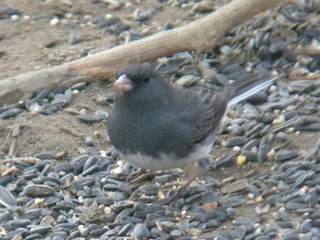 f:id:cockateil:20070325165942j:image