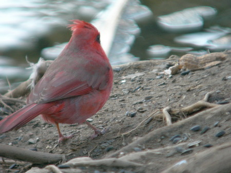 f:id:cockateil:20070325170556j:image