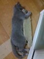20100411131801