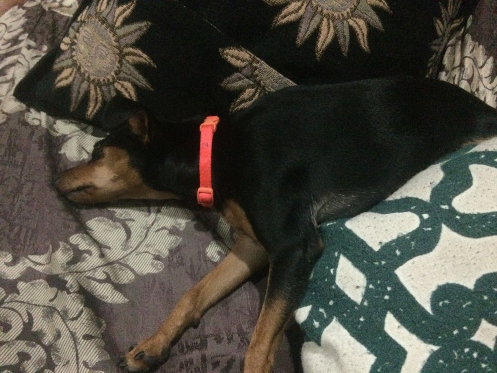 セブ島ゲストハウス Feel At Home で犬猫に癒される日 Himazine