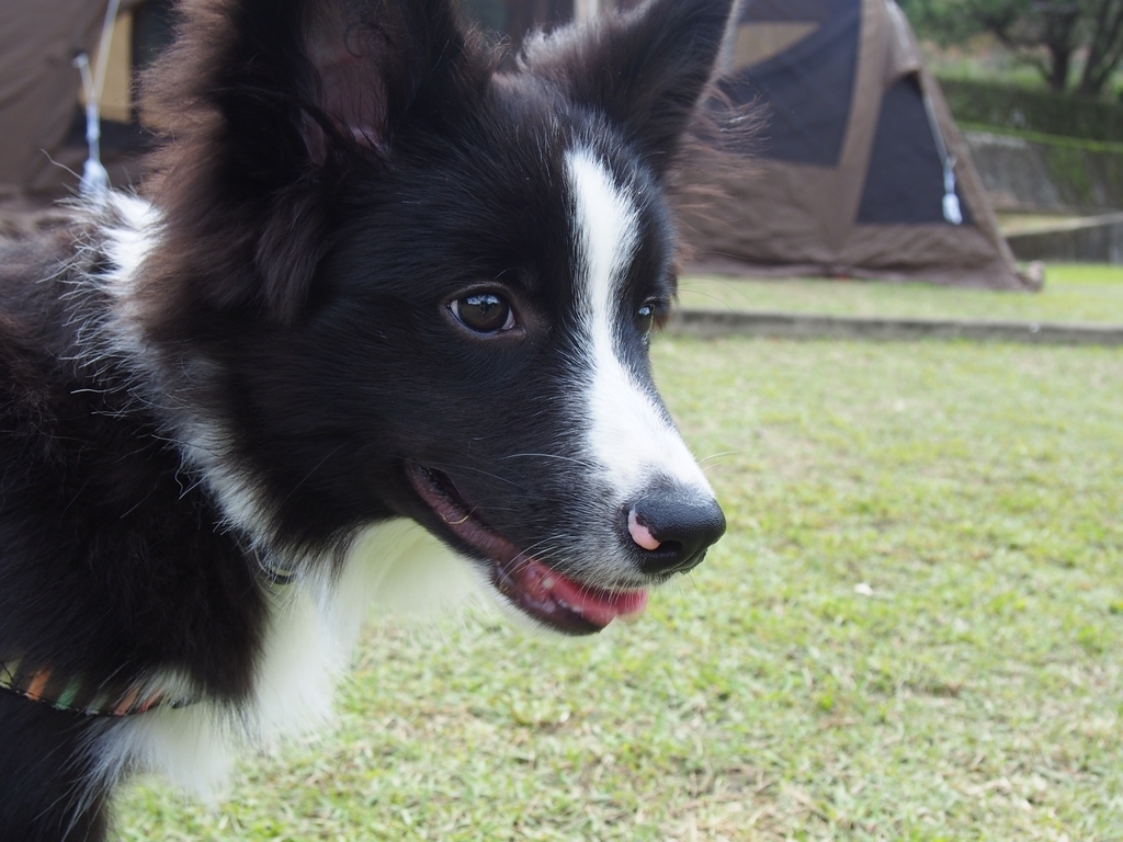 犬キャンプ