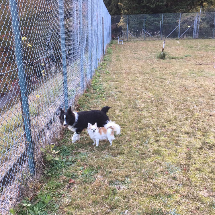 かもしかオートキャンプ場　ドッグラン