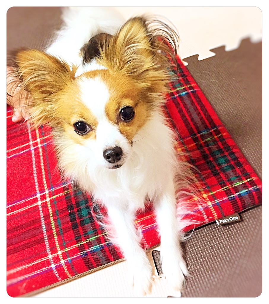f:id:coco-memo:20170108195845j:image f:id:coco-memo:20170108195845j:image