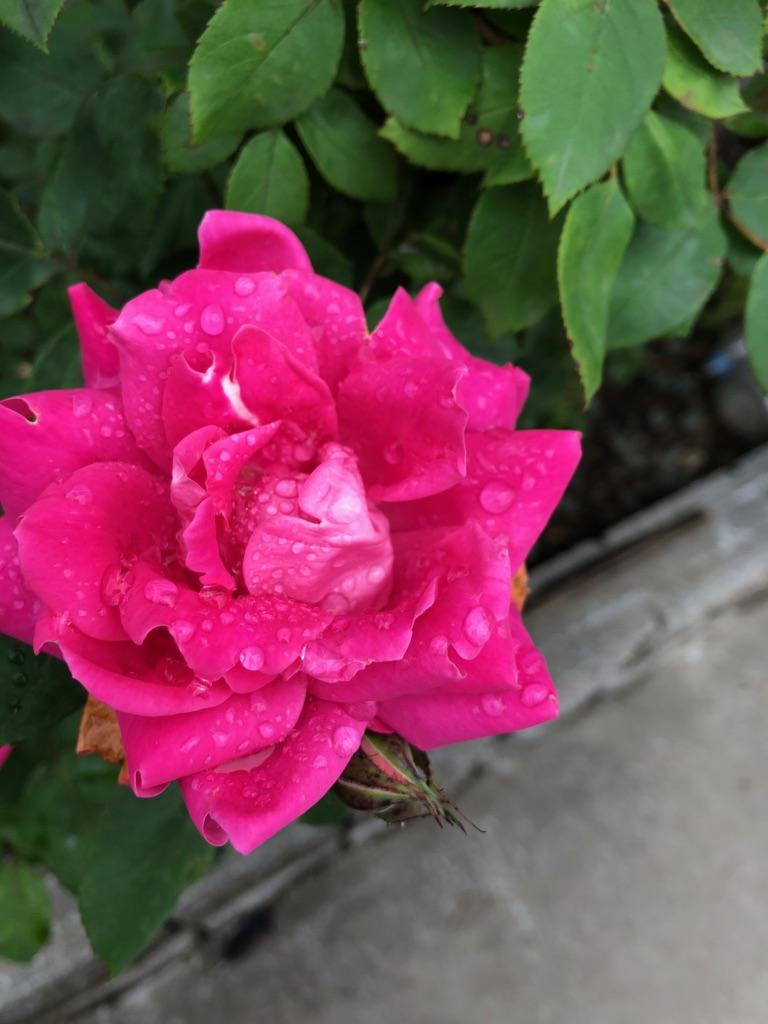 f:id:coco0521:20180601180115j:plain f:id:coco0521:20180601180115j:plain