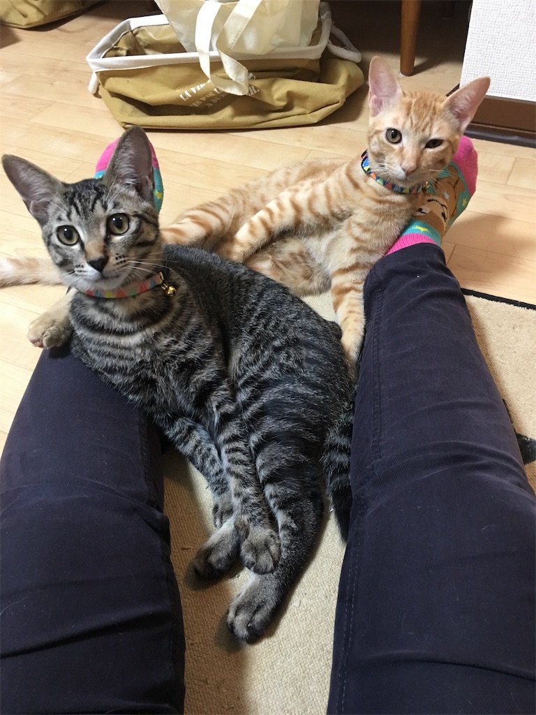 f:id:coco1909:20181117185857j:image