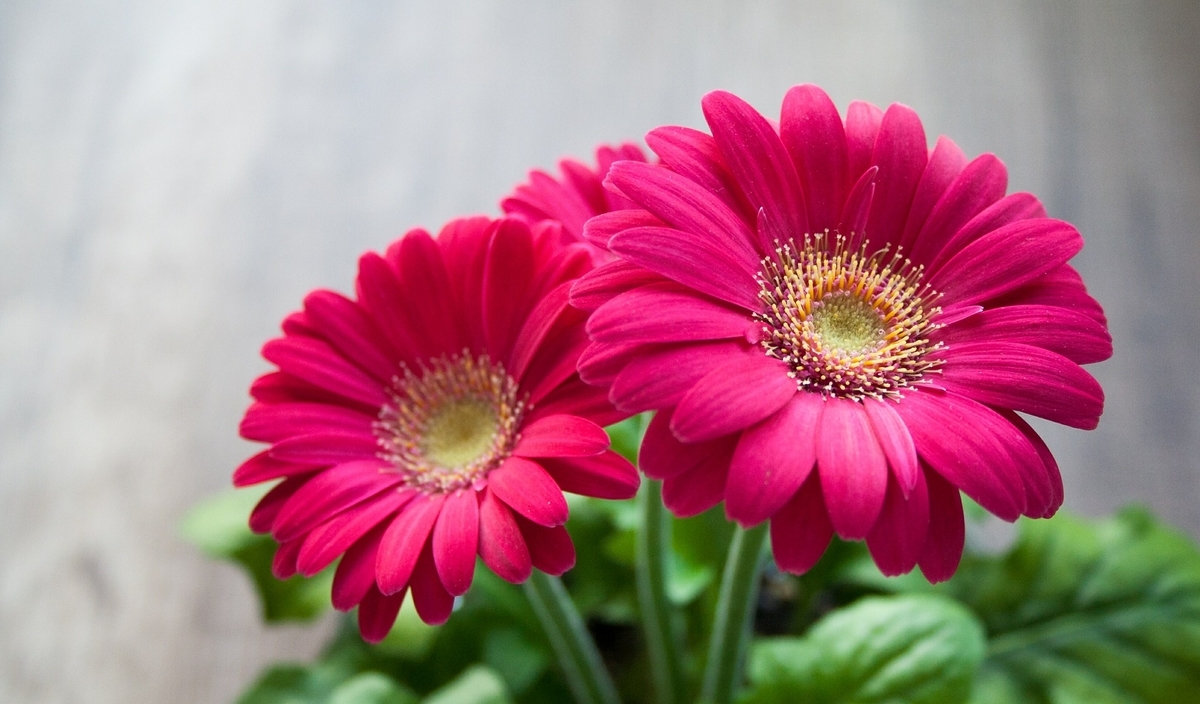 f:id:coco1999coco:20190422221716j:plain f:id:coco1999coco:20190422221716j:plain