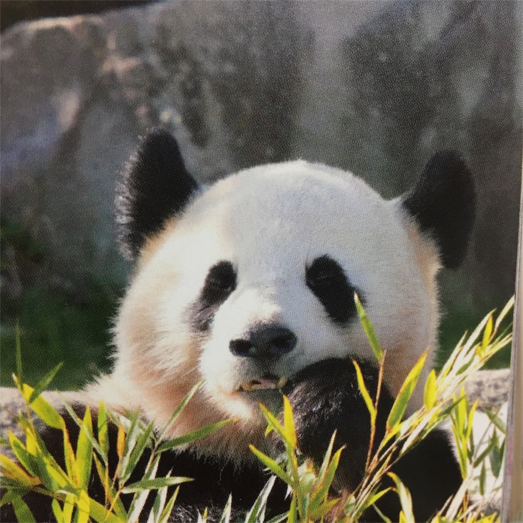 f:id:coco_chipdale:20180514172915j:image f:id:coco_chipdale:20180514172915j:image