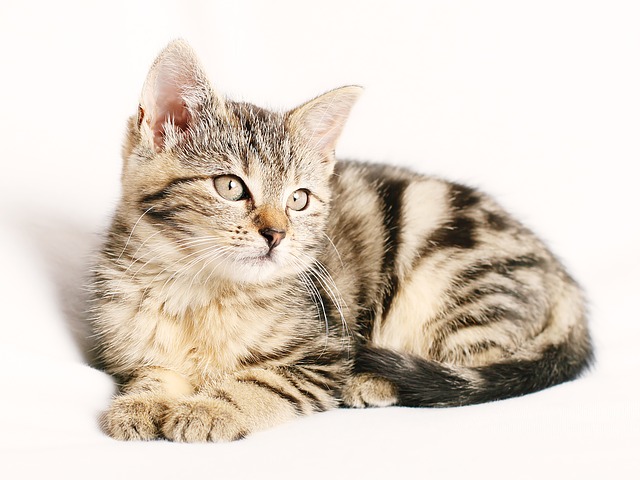f:id:coco_factory:20190402023517j:plain f:id:coco_factory:20190402023517j:plain