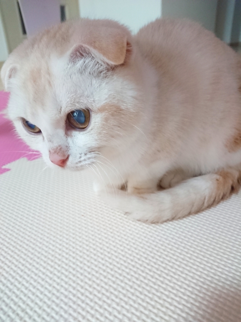 f:id:coco_mona1997:20190220131301j:plain