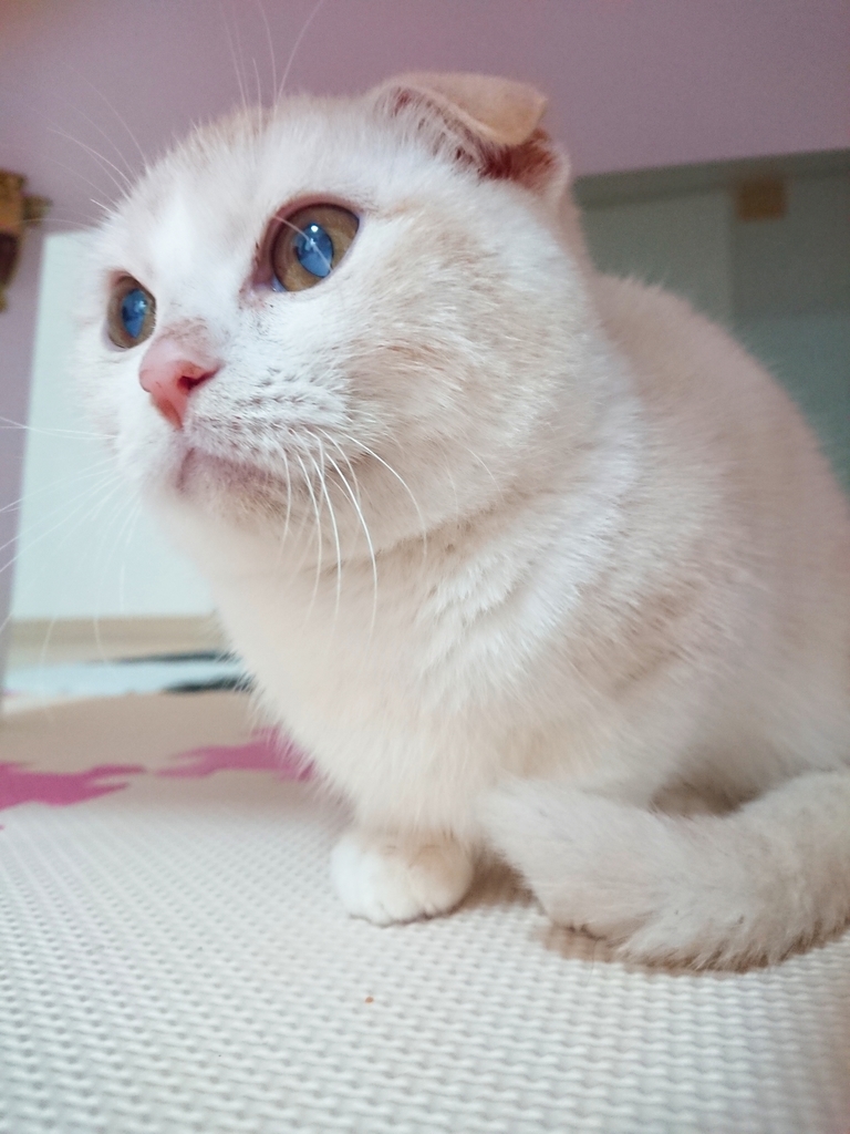 f:id:coco_mona1997:20190220131308j:plain