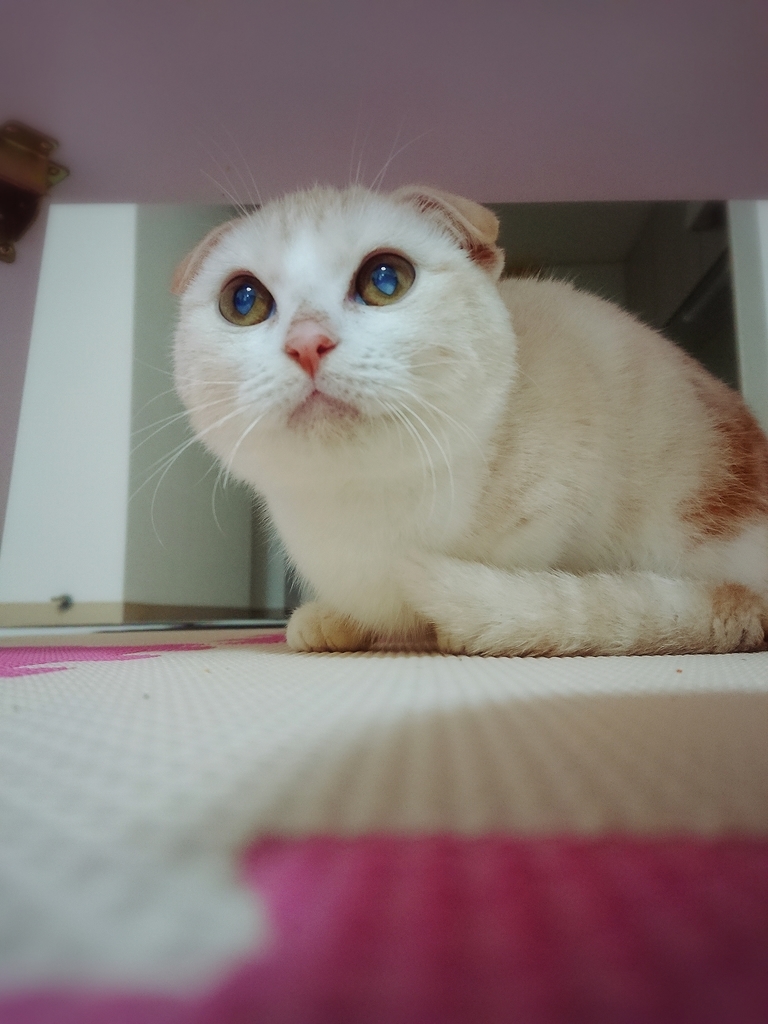 f:id:coco_mona1997:20190220131326j:plain