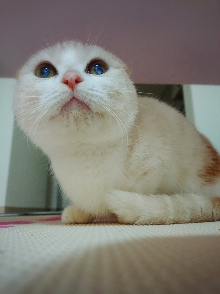 f:id:coco_mona1997:20190220131330j:plain