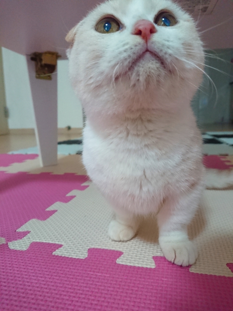 f:id:coco_mona1997:20190220131333j:plain