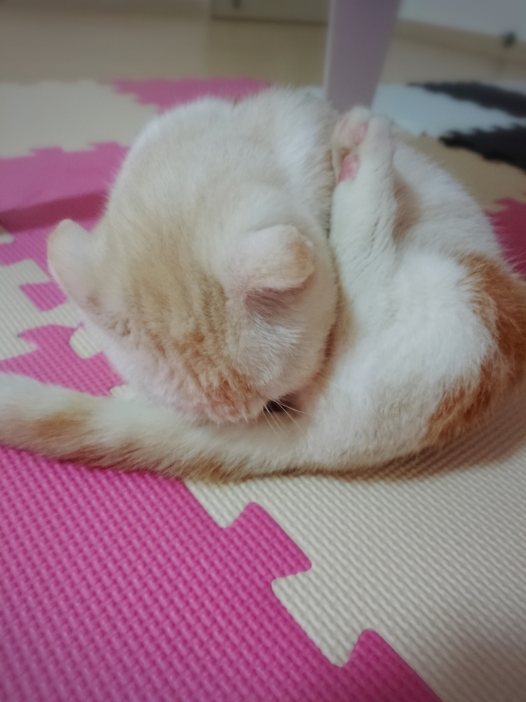 f:id:coco_mona1997:20190220131343j:plain