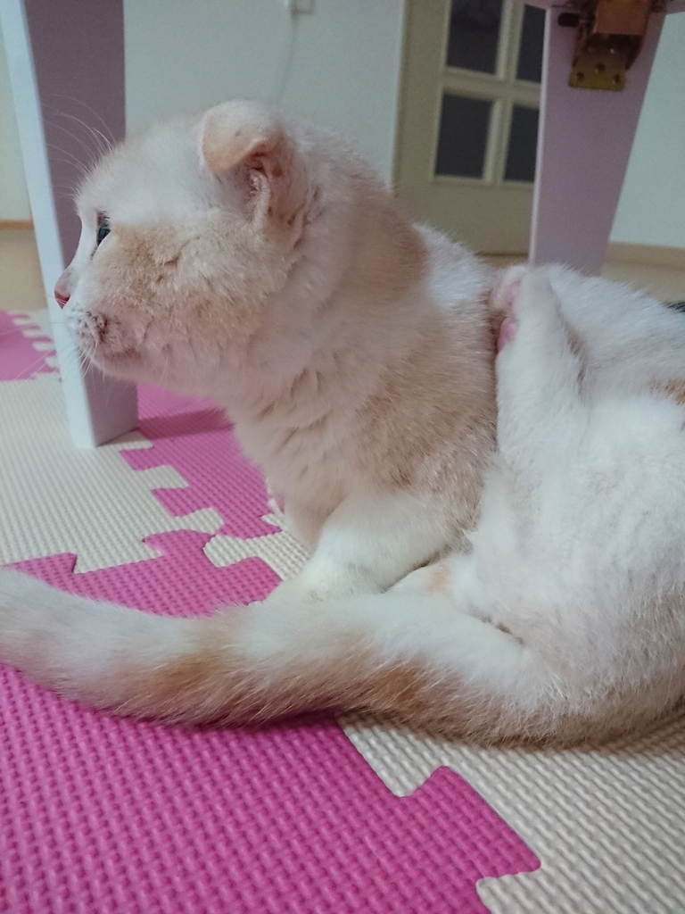 f:id:coco_mona1997:20190220131356j:plain