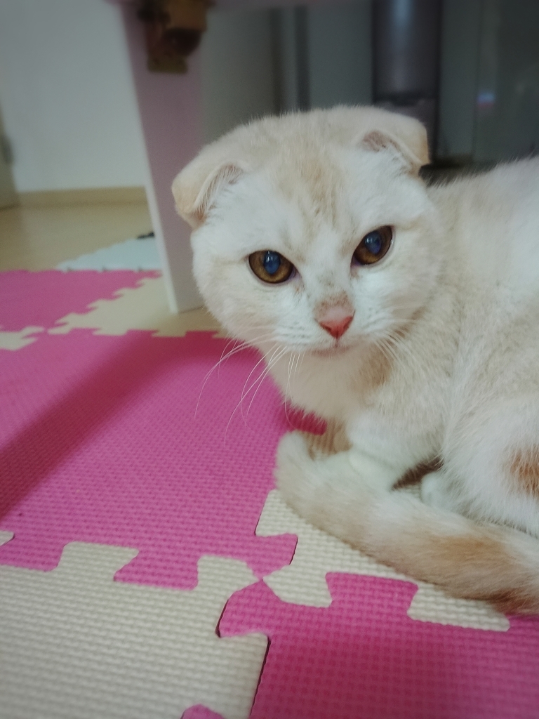 f:id:coco_mona1997:20190220131405j:plain