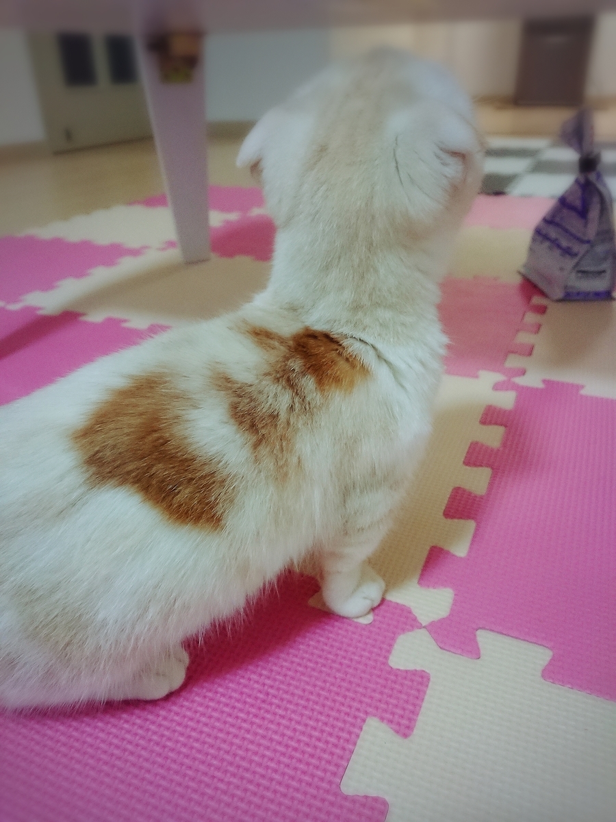 f:id:coco_mona1997:20190317025906j:plain