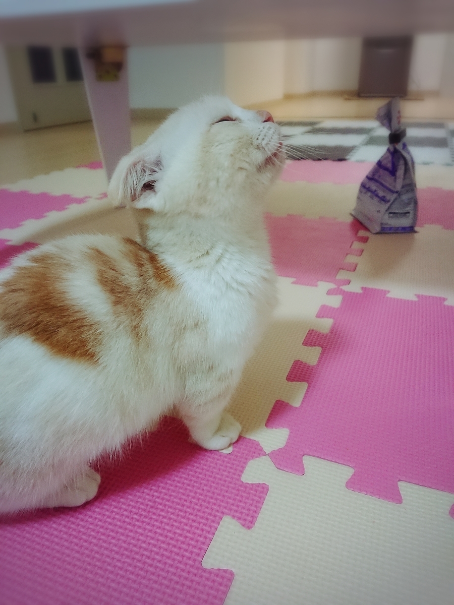 f:id:coco_mona1997:20190317025913j:plain