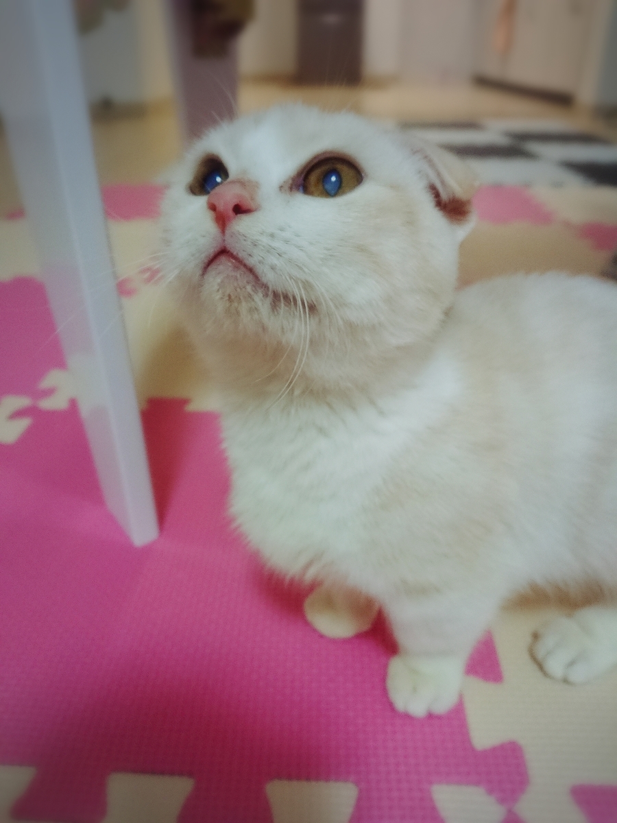 f:id:coco_mona1997:20190317025920j:plain