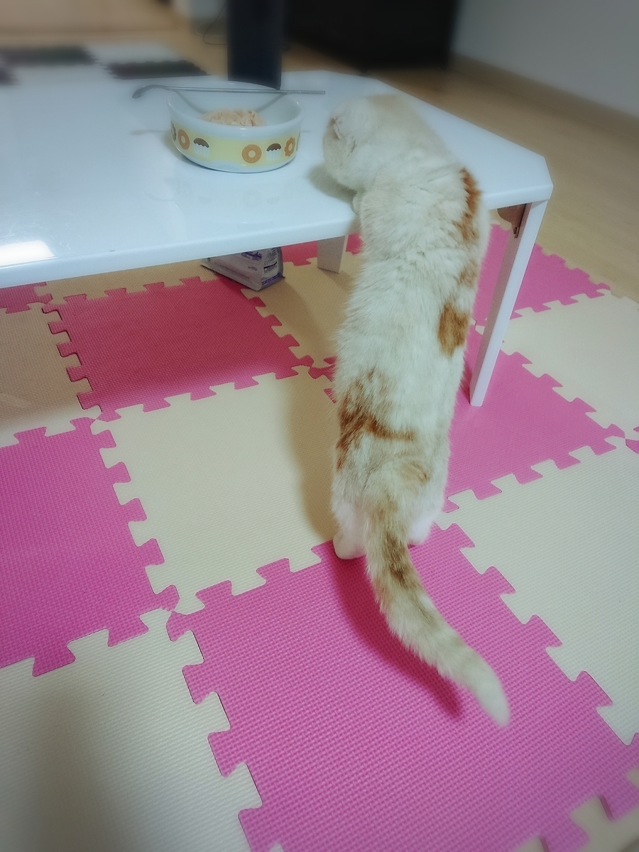 f:id:coco_mona1997:20190317025930j:plain