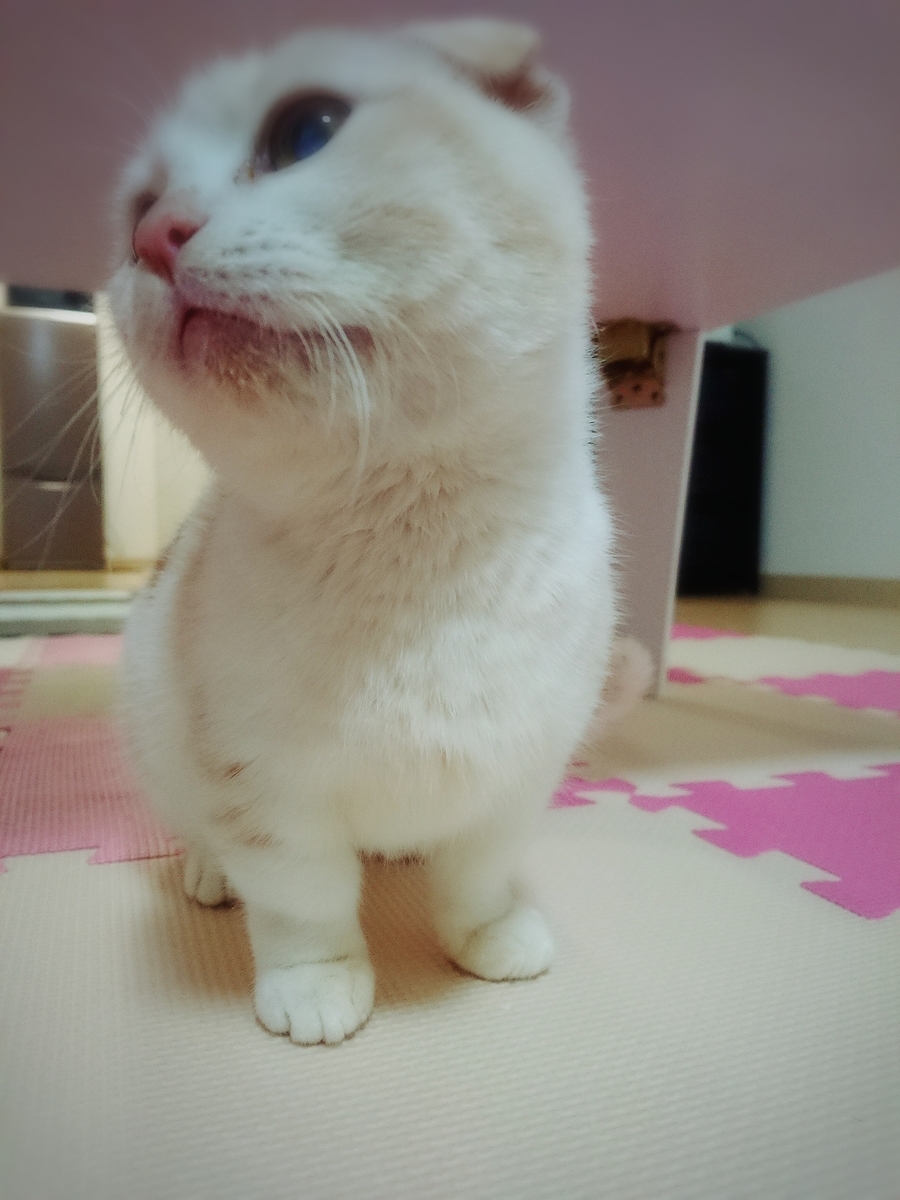 f:id:coco_mona1997:20190317025938j:plain