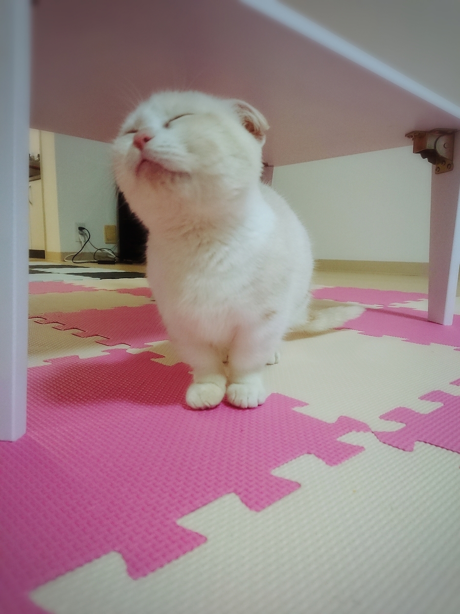 f:id:coco_mona1997:20190317030059j:plain