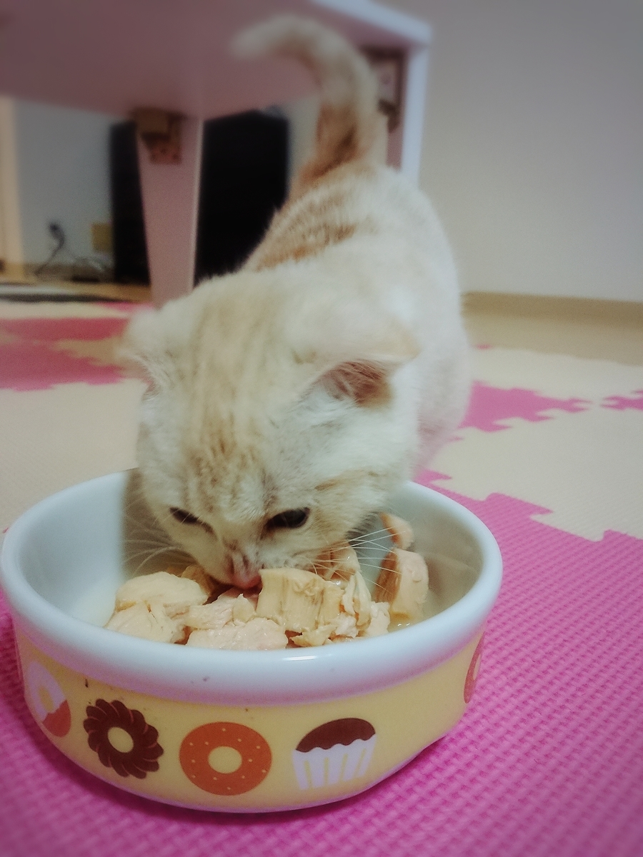 f:id:coco_mona1997:20190317030704j:plain