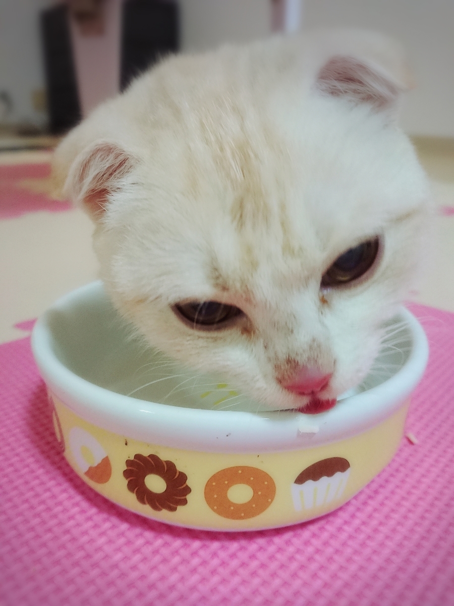 f:id:coco_mona1997:20190317030820j:plain