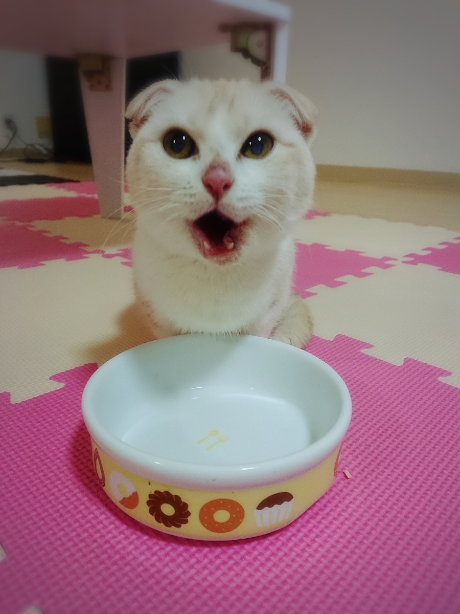 f:id:coco_mona1997:20190317030833j:plain