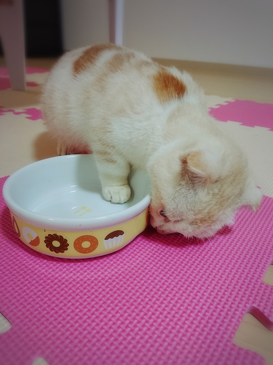 f:id:coco_mona1997:20190317030841j:plain