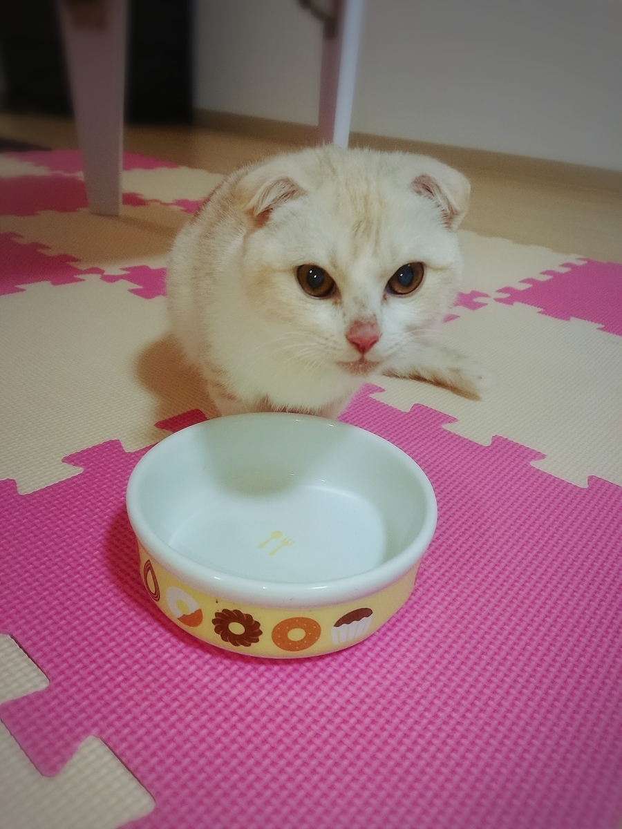 f:id:coco_mona1997:20190317030858j:plain