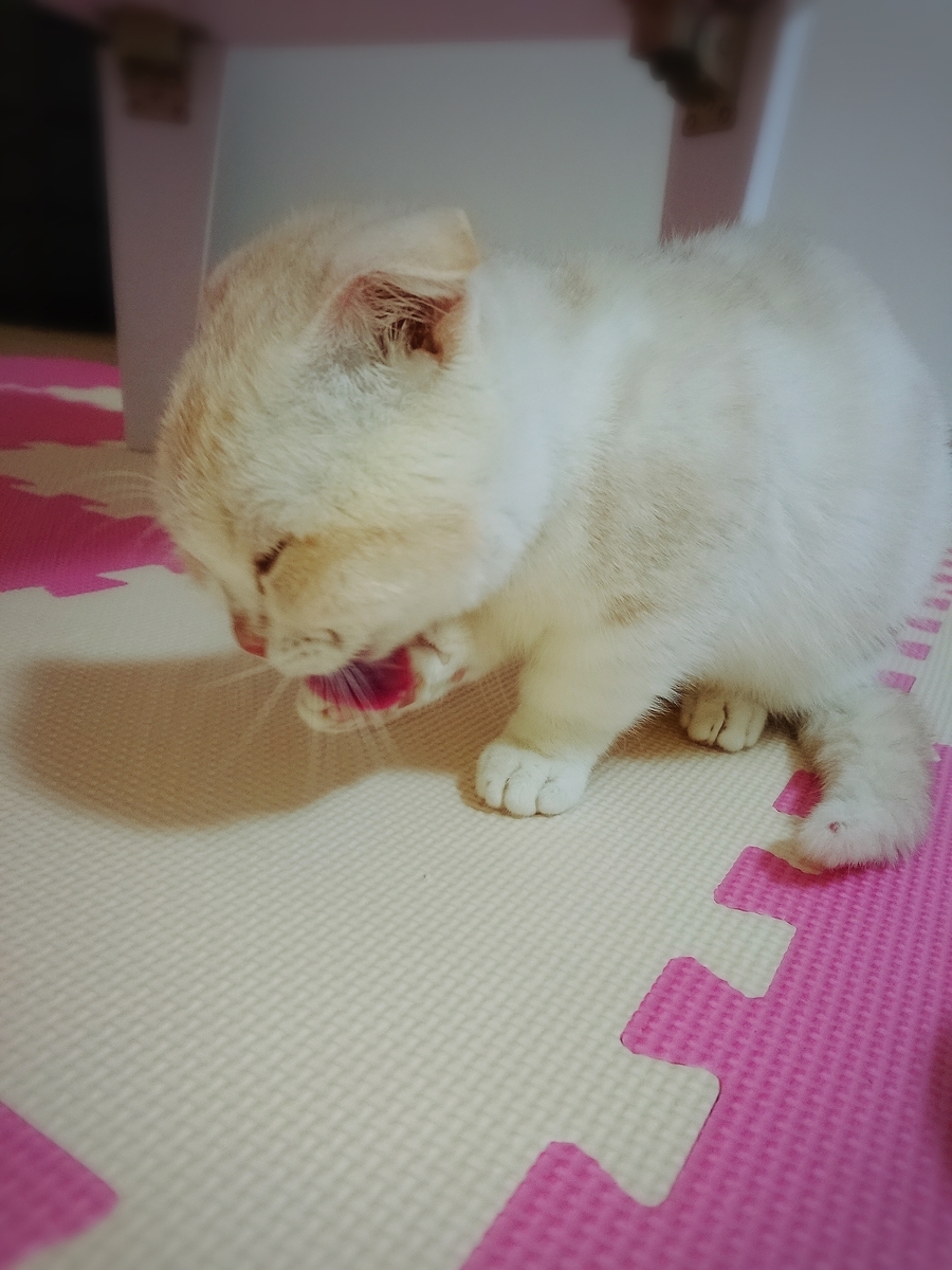 f:id:coco_mona1997:20190317030903j:plain