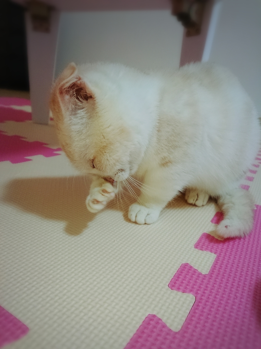 f:id:coco_mona1997:20190317030908j:plain