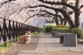 [2011桜][ここあ]