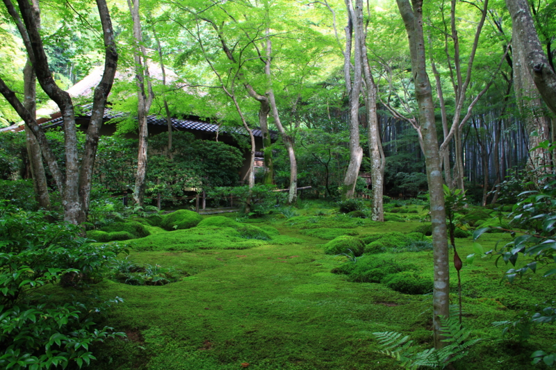 祇王寺 はじけるおと