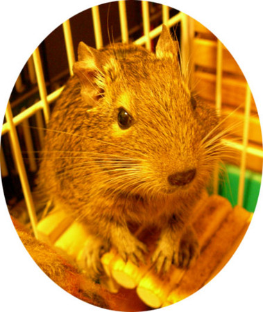 f:id:cocoanuts:20090218202043j:image f:id:cocoanuts:20090218202043j:image