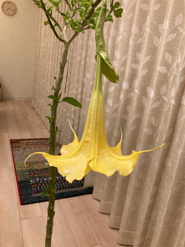 f:id:cocoanuts:20231128200732j:image
