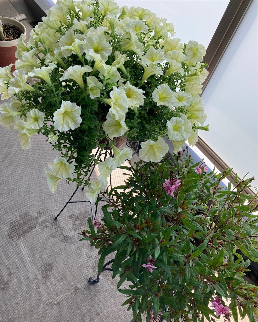f:id:cocoanuts:20240504130528j:image
