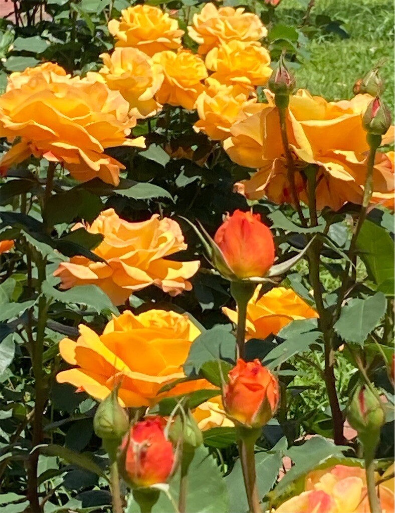 f:id:cocoanuts:20240509223035j:image