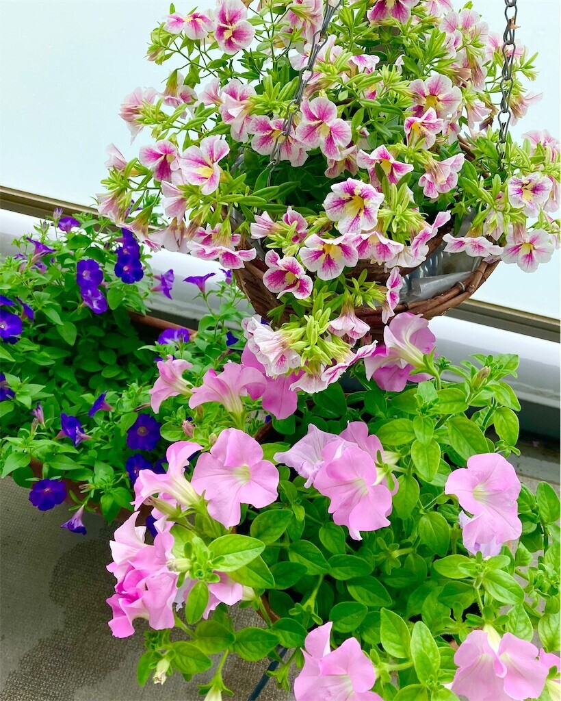 f:id:cocoanuts:20240530154406j:image