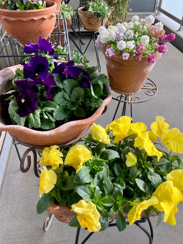 f:id:cocoanuts:20250105112607j:image f:id:cocoanuts:20250105112607j:image