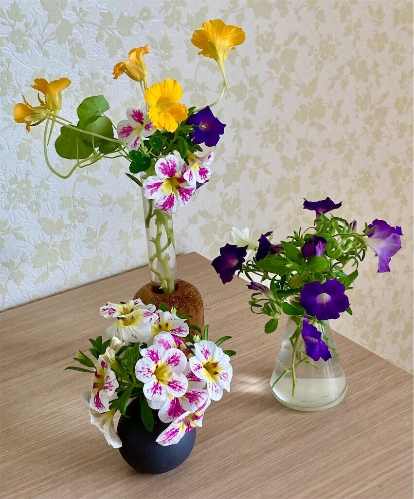 f:id:cocoanuts:20250623090650j:image