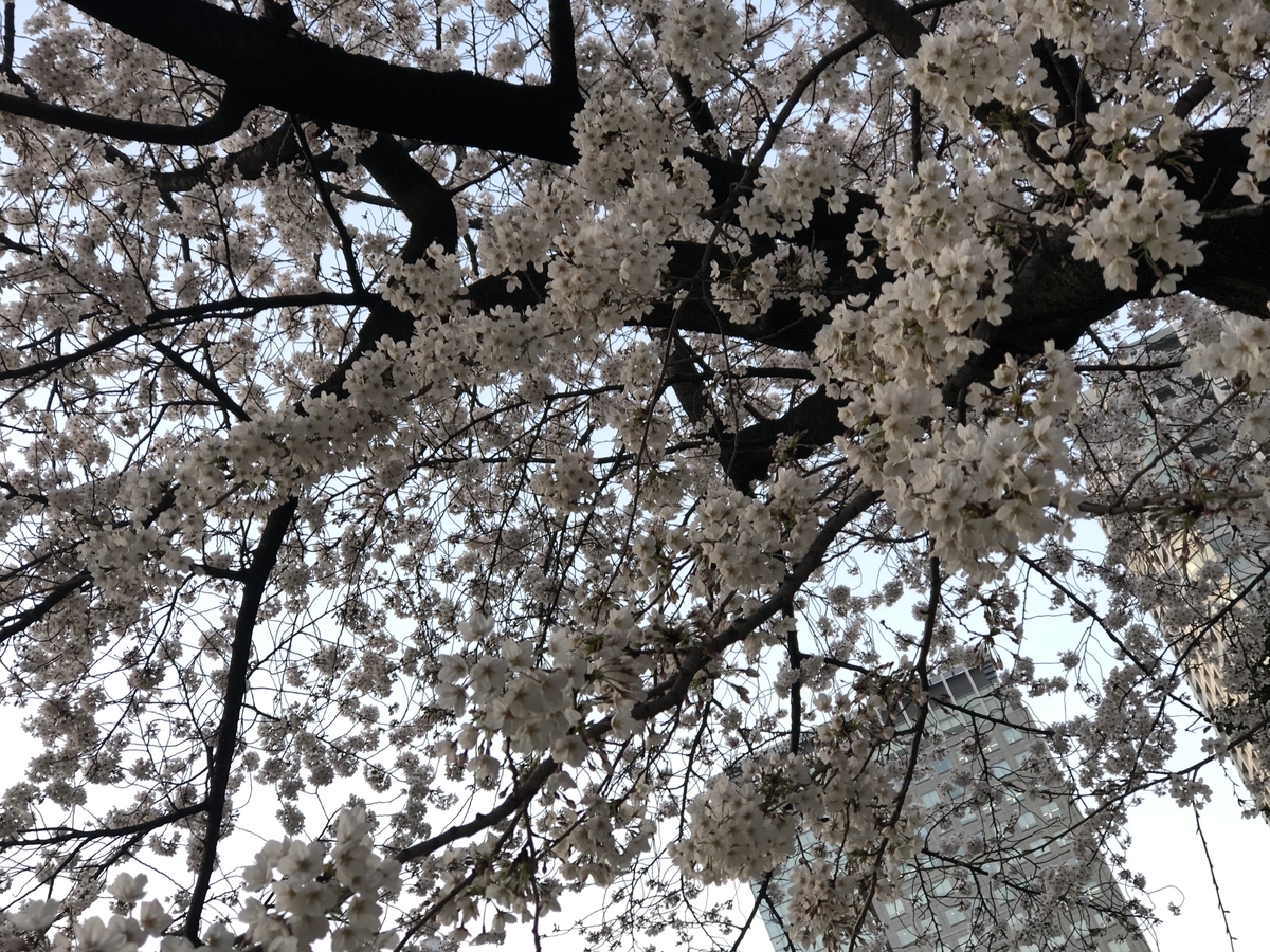 f:id:cocoaramerukirari:20190410071532j:plain f:id:cocoaramerukirari:20190410071532j:plain