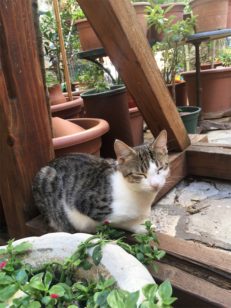 f:id:cocoavic:20180510223614j:image