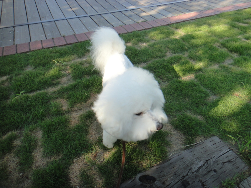 f:id:cocochanman:20110712191020j:image:w500