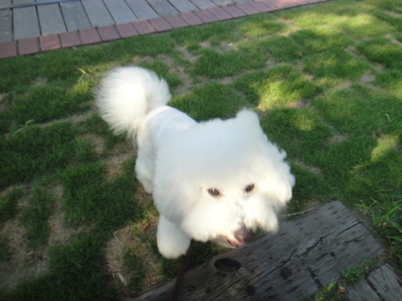 f:id:cocochanman:20110712191025j:image:w500