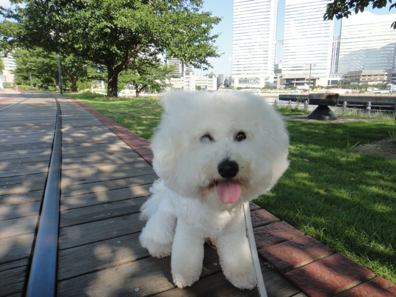f:id:cocochanman:20110712192137j:image:w500