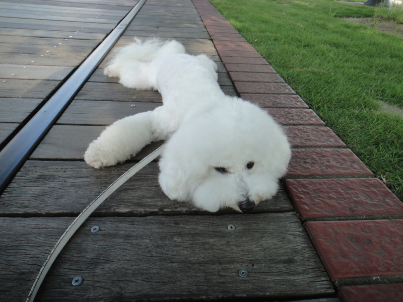 f:id:cocochanman:20110712192219j:image:w500
