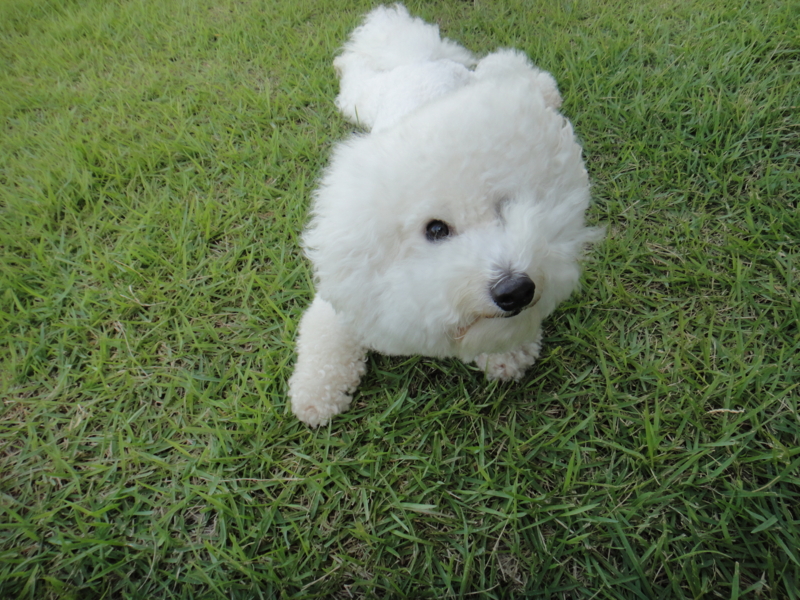 f:id:cocochanman:20110722050027j:image:w500