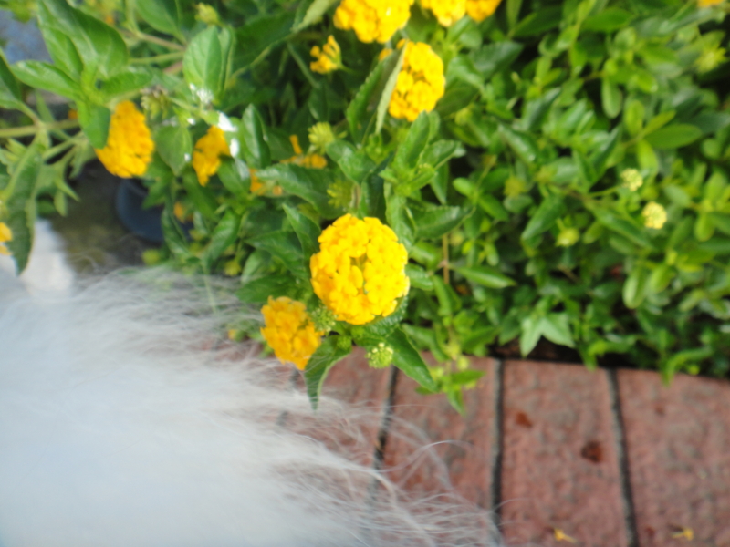 f:id:cocochanman:20110831190611j:image:w500